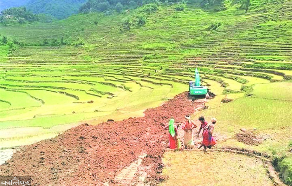 असारे विकासः भर्खर धान रोपेको खेतमा कुद्यो डोजर