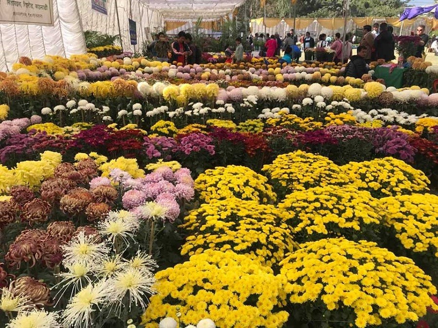 सातौँ गोदावरी पुष्प प्रदर्शनीको आकर्षण