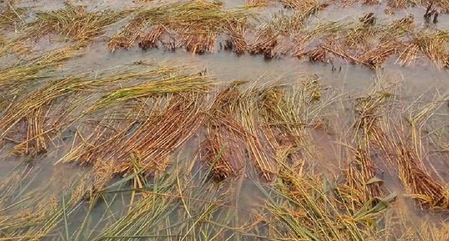 पर्वतमा हावाहुरी चल्दा पाकेको धान सोत्तर