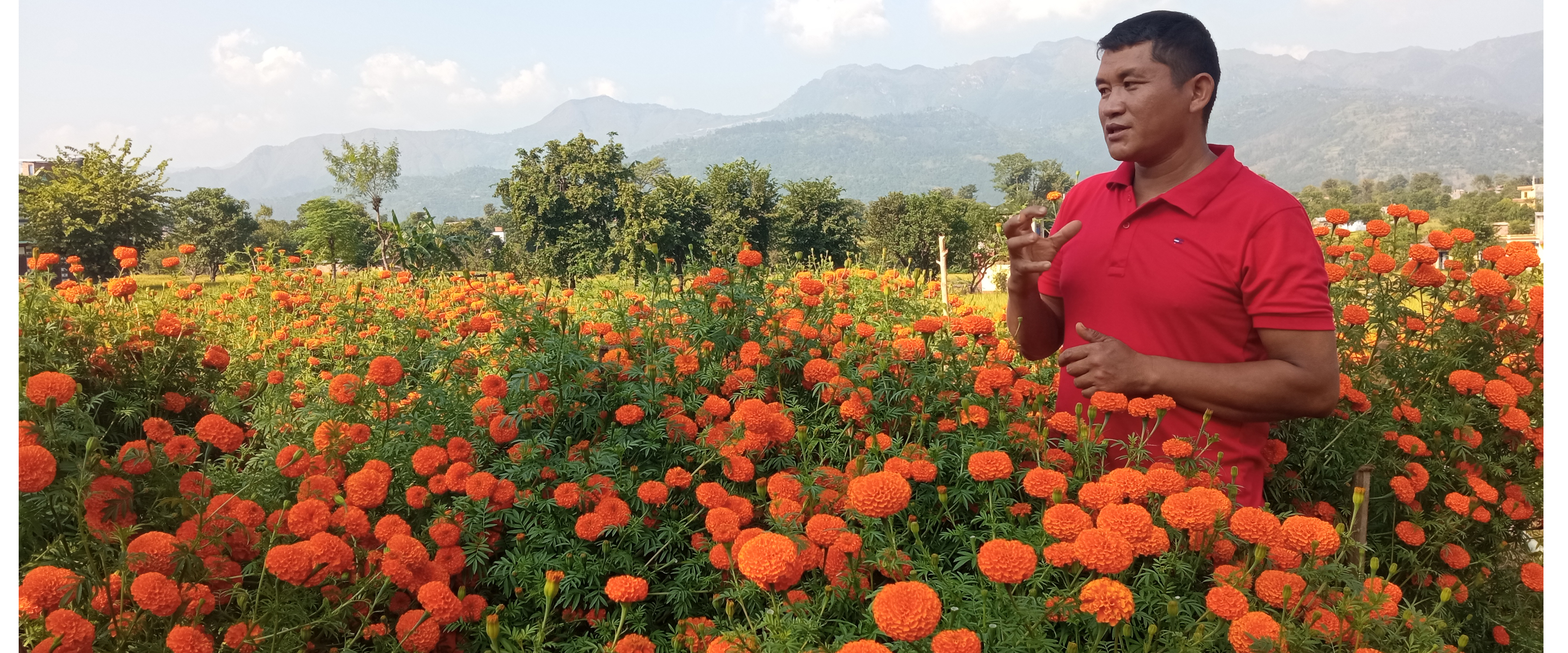 सयपत्री फूलको माग बढेपनि उत्पादन भने न्युन