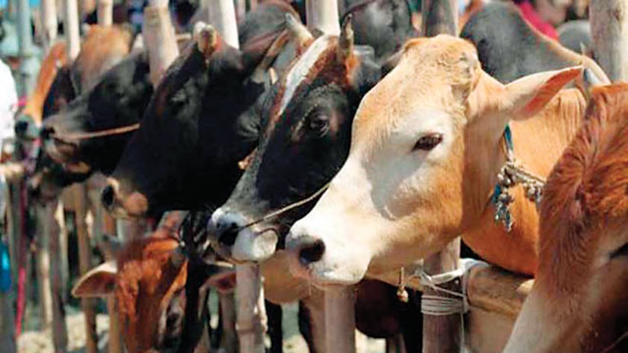 गाई फार्मको ‘हब’ बन्यो बाहुनडाँगी