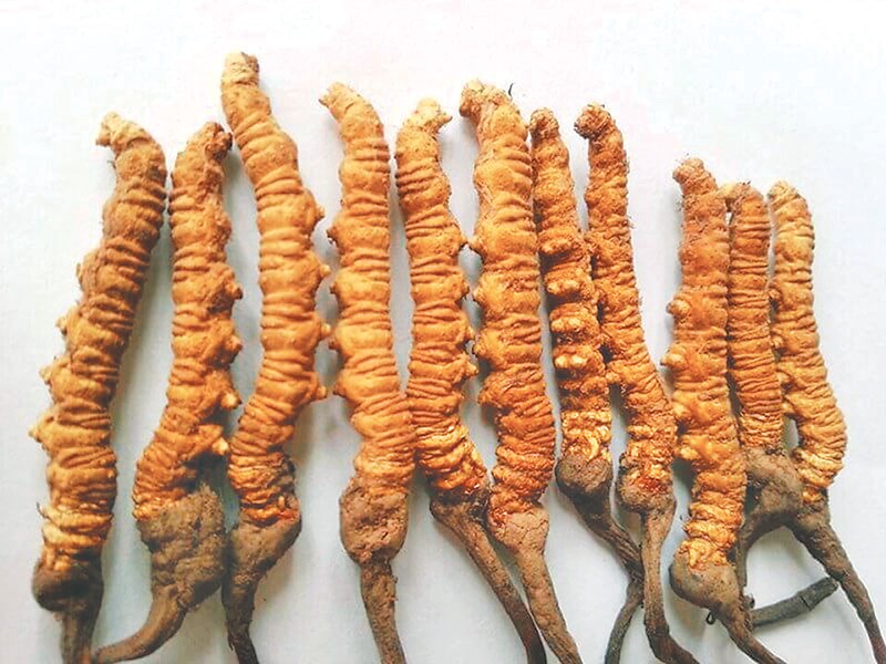 डोल्पामा यार्सागुम्बाको मुल्य प्रतिकिलो १६ लाख, तिब्बतमा २६ लाख