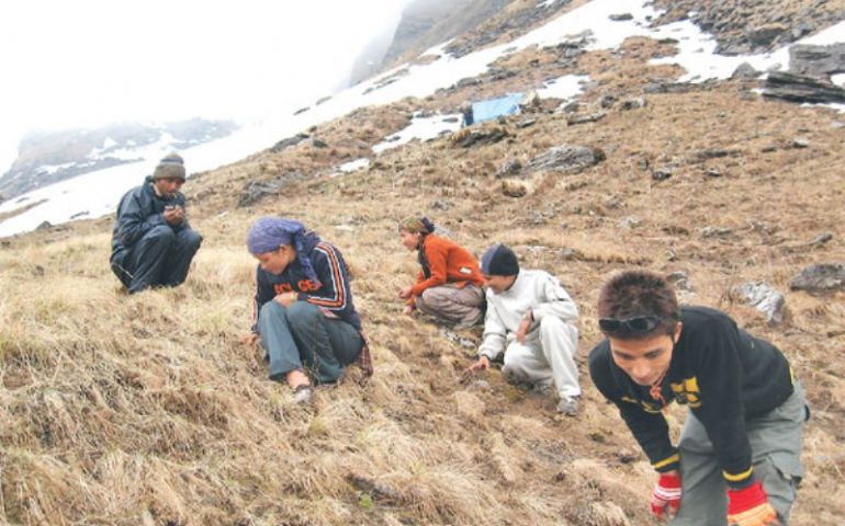 यार्सागुम्बाले दाम पाएन, संकलक निराश