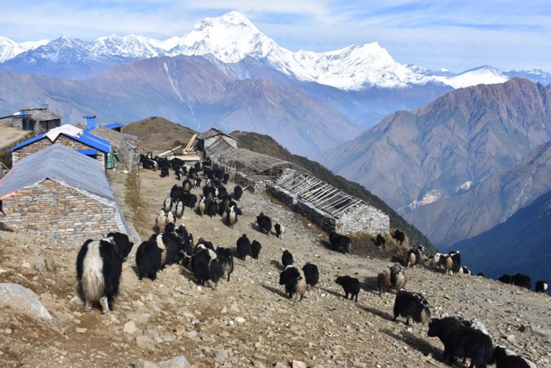 'चौंरी गोठ' आम्दानी छ, आकर्षण छैन
