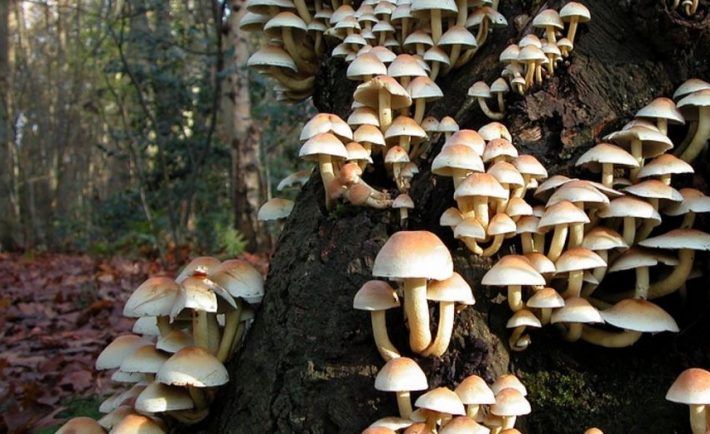 विषालु च्याउले २ जनाको मृत्यु, ९ बिरामी