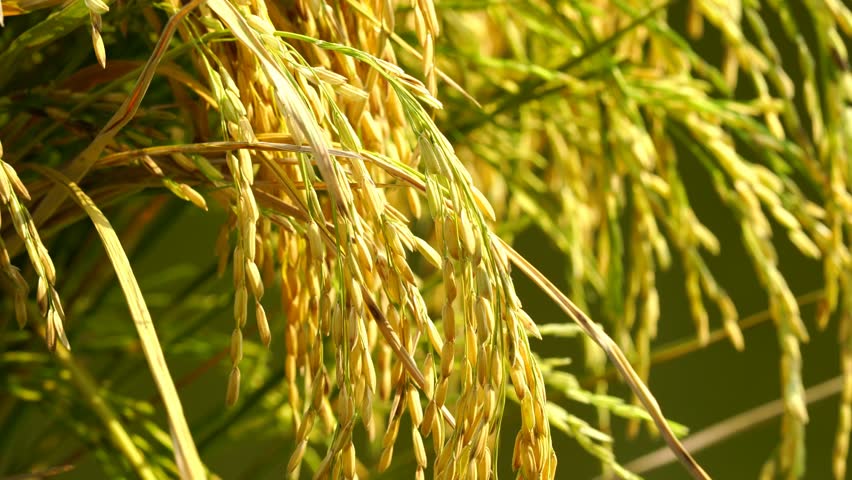धानबालीलाई यो वर्ष मनसुनले साथ नदिने