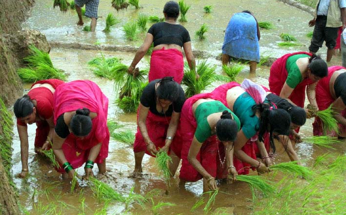 मल छैन, ३ लाख हेक्टरमा रोपाइँ सकियो, प्रदेश ५ मा ३६.२६ प्रतिशत रोपाइँ