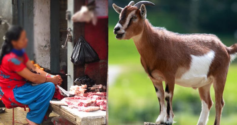 दशैमा खसीको मासु १५ सय भन्दा माथि हुने
