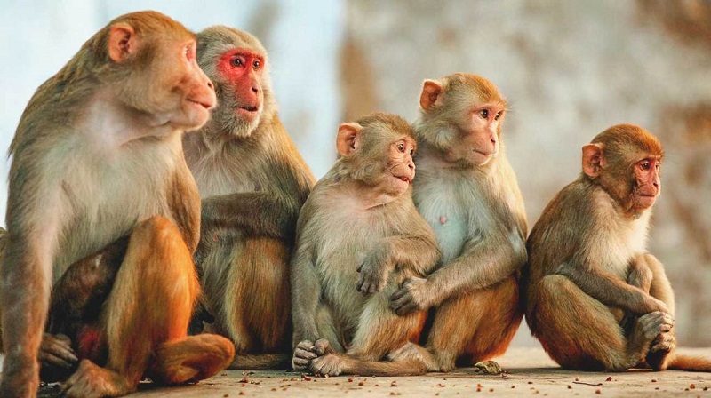 बाँदर आतङ्कले गाउँ खाली हुँदै