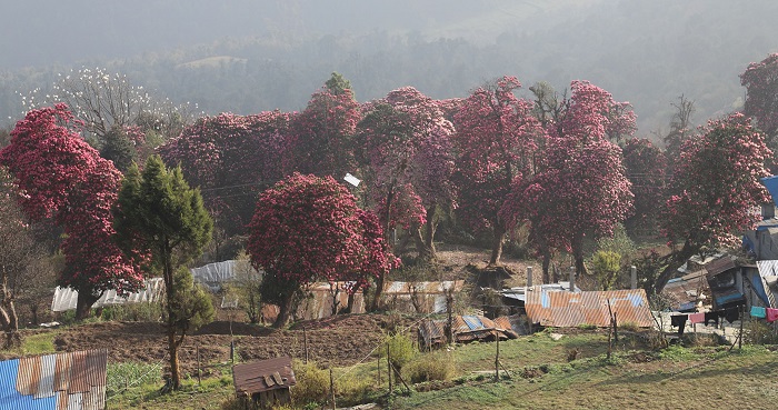 लालीगुराँसले ढकमक्क घोडेपानी पर्यटकको पर्खाइमा