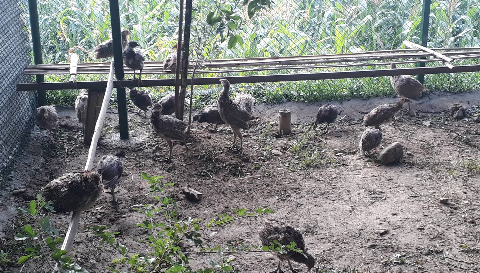 कालिजको ब्यवासायिक उत्पादन भक्तपुरमै शुरु