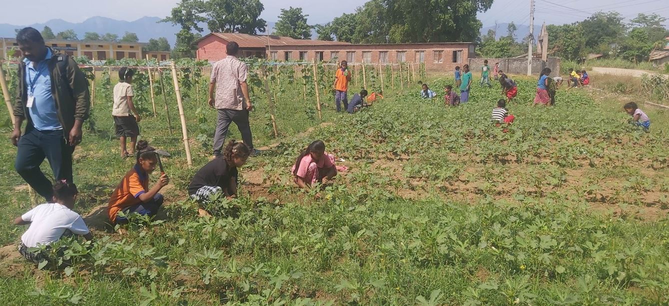 पढाइ र करेसाबारीको काम सँगसँगै, कृषिमा विद्यार्थीको आकर्षण