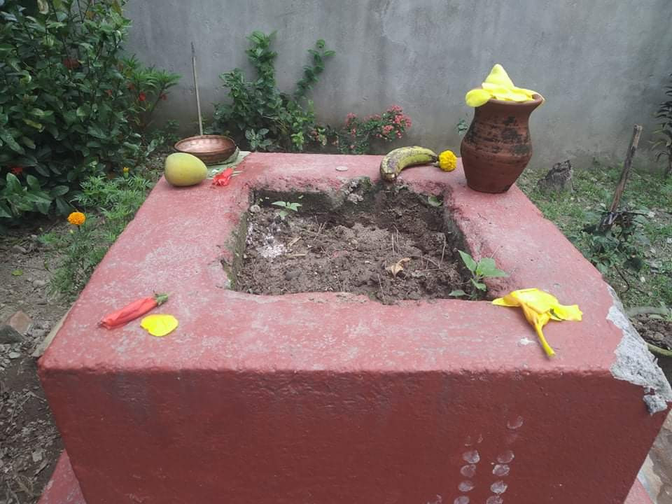वर्षमा २४ एकादशी हुनेमा यसवर्ष २६ वटा, आज तुलसीको बिरुवा सार्ने दिन