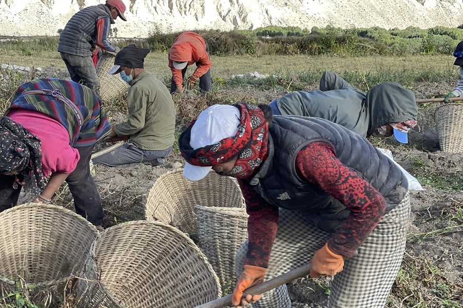 बाँझो जमिनमा सामूहिक आलु खेती