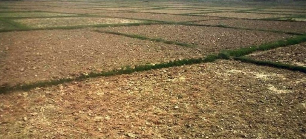 रोपाइँ गर्न खेतमै जाग्राम