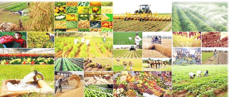 कर्णालीमा समेत बढ्यो कृषि बीमाको आकर्षण