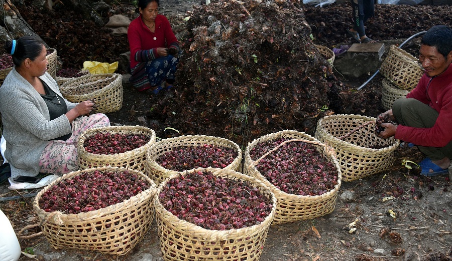 अलैंचीको मूल्य बढ्यो, प्रतिमन ४० हजार रुपैयाँ