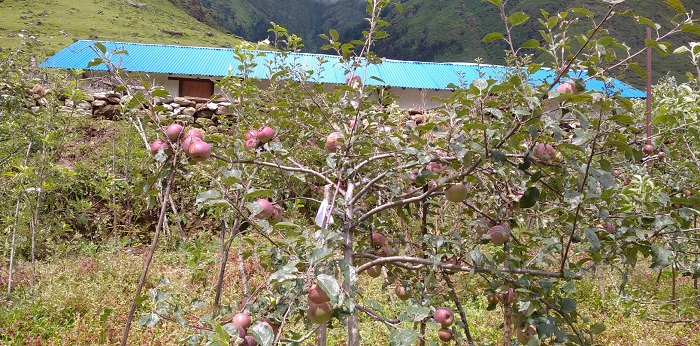 मनाङका किसान स्याउ खेतीतर्फ आकर्षित
