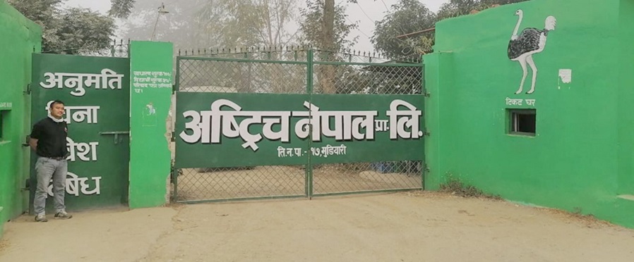 होटल बन्द हुँदा अस्ट्रिच व्यवसाय पनि ऋणमा डुब्यो