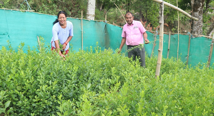 बिक्दैनन् फलफूलका बिरुवा, बजारीकरणको समस्या