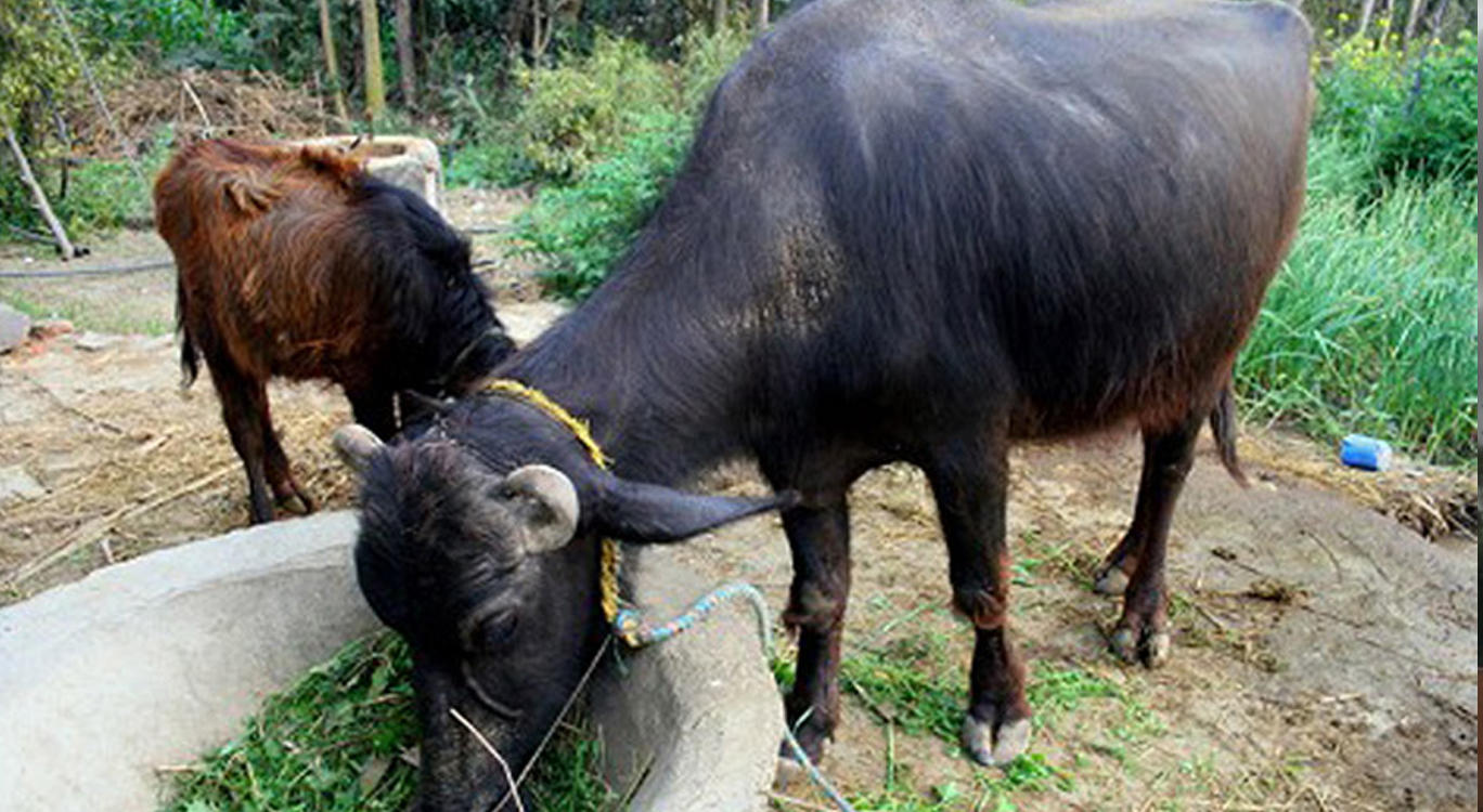 ईस्मामा गाईभैँसी पाल्ने किसानलाई अनुदान