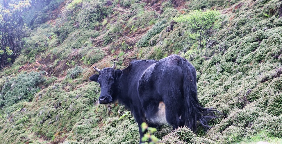 सन्दकपुरमा व्यावसायिकरुपमा चौँरीपालन