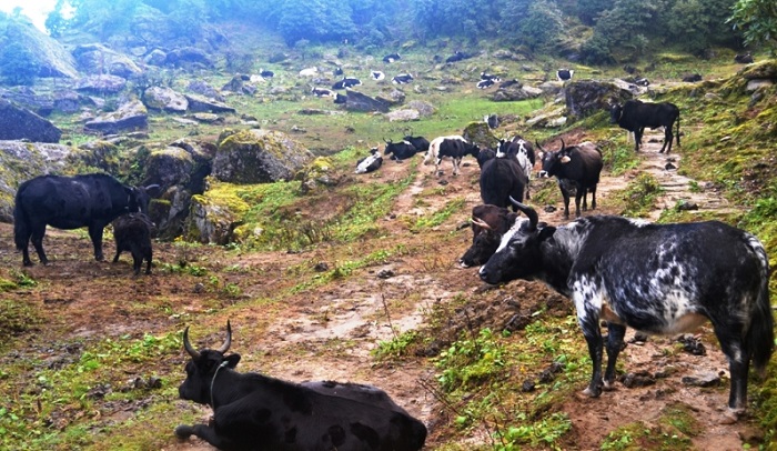 जीवन धान्न नौ महिना चौँरी खर्कको बास