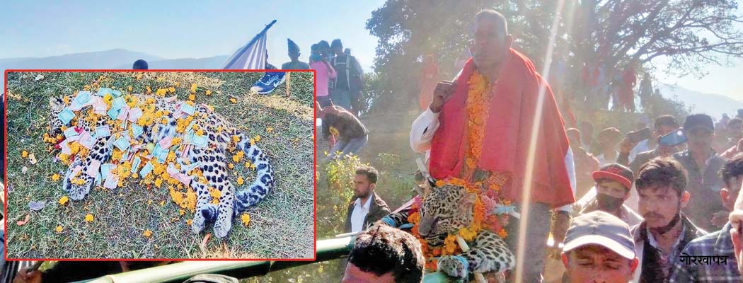 मरेको चितुवामाथि धामी काम्न थालेपछि वनका कर्मचारीहरु अलमल्ल