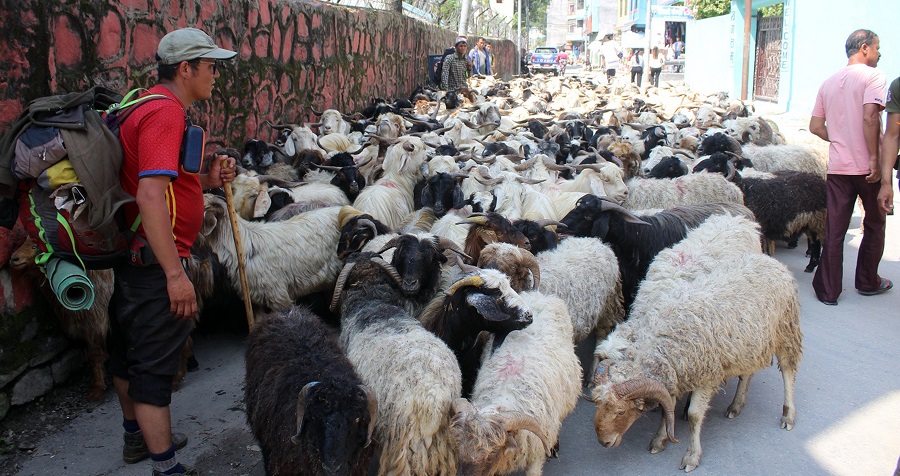 बजार झरे मुस्ताङी च्याङ्ग्रा, आठ हजार भेडाच्याङ्ग्रा निकासी हुने