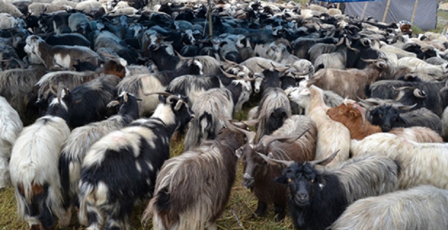 दसैँका लागि ल्याएका भेडाच्याङ्ग्रा तिहारमा पनि विकेनन्