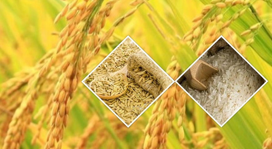 कृषि प्रधान देश नेपाललाई विदेशको भर, ११ महिनामै ४३ अर्बको धान चामल आयात