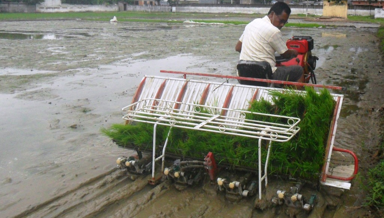 चार चक्के मेशिनबाट धान रोपाइँ
