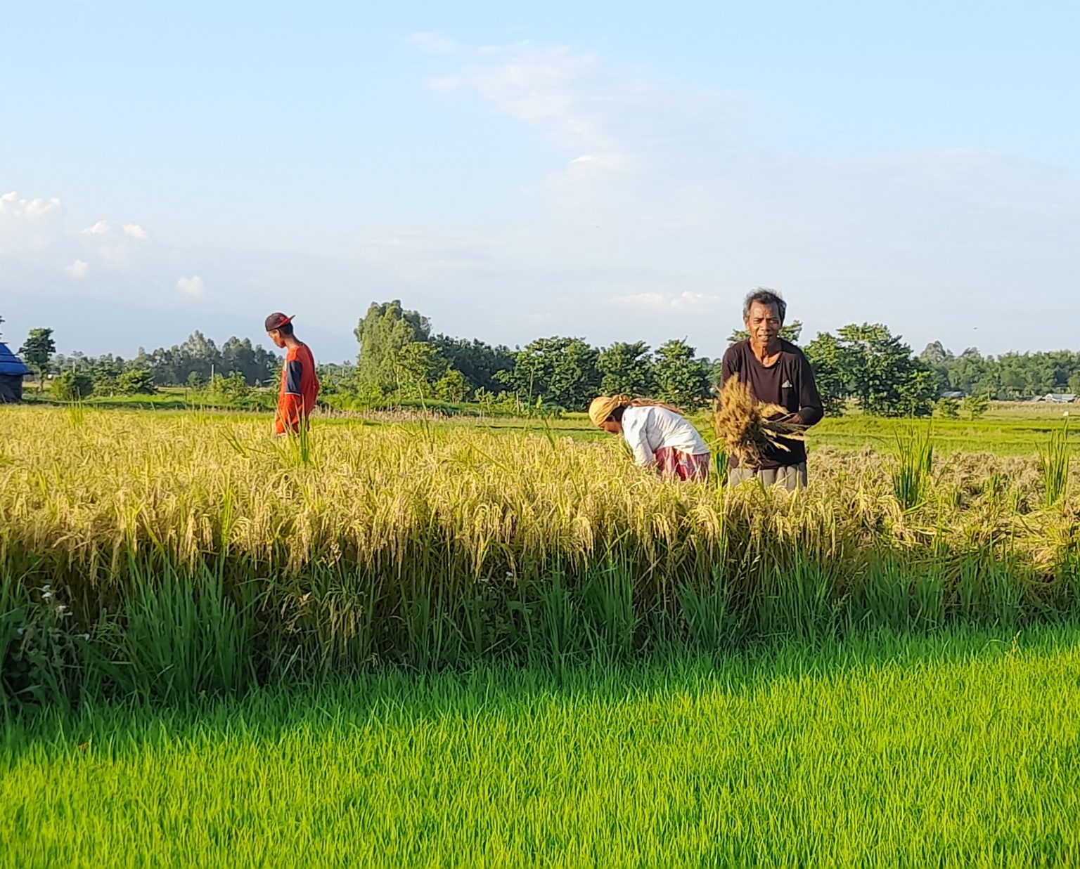 दाङमा धान उत्पादन बढ्यो