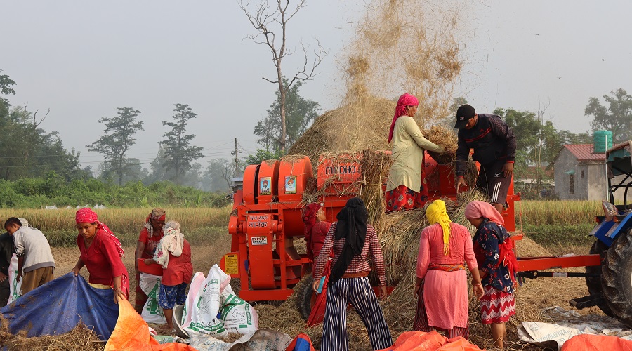 किसानलाई धान काट्न भ्याइनभ्याइ