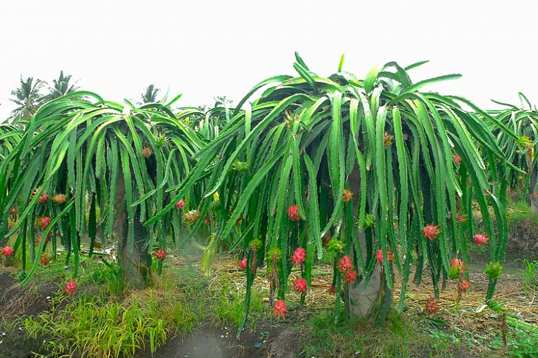 व्यावसायिक ड्रागन खेतीबाट राम्रो आम्दानी गर्दै कृषक
