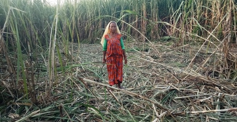 बैंकबाट ऋण निकालेर लगाएको उखु बाली हात्तीले सखाप