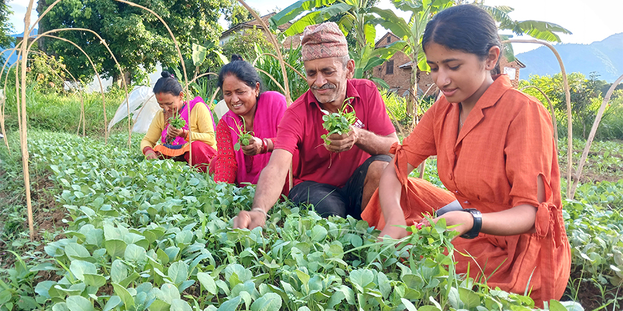 बिरुवा उत्पादनले बदलियो पहिचान, खेतीपातीबाटै मनग्य कमाउँदैछन् यी किसान
