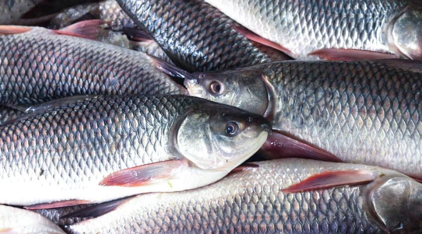 माछापालनबाट वार्षिक एक करोड ३० लाख आम्दानी गर्छन विकास