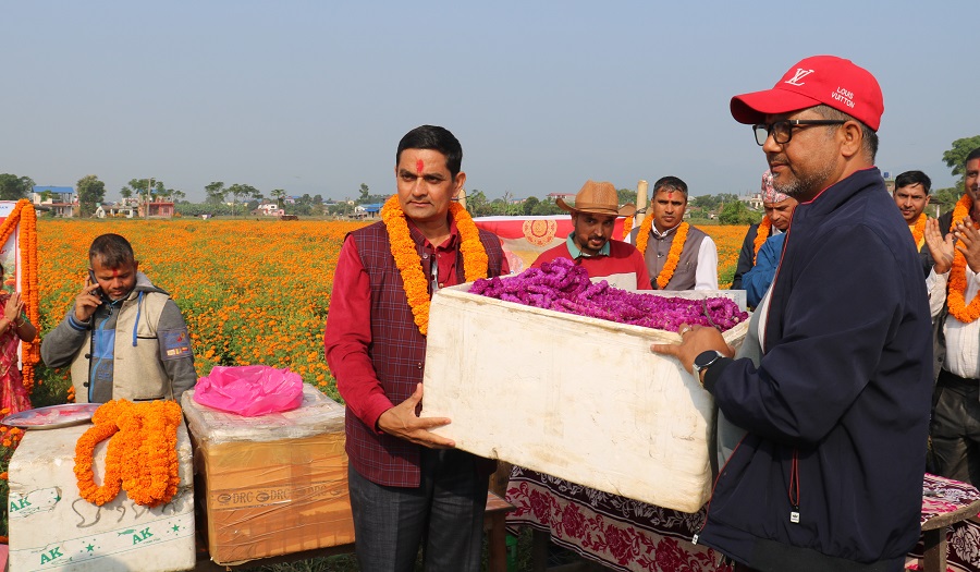 चितवनको सयपत्री र मखमली हङकङ निर्यात