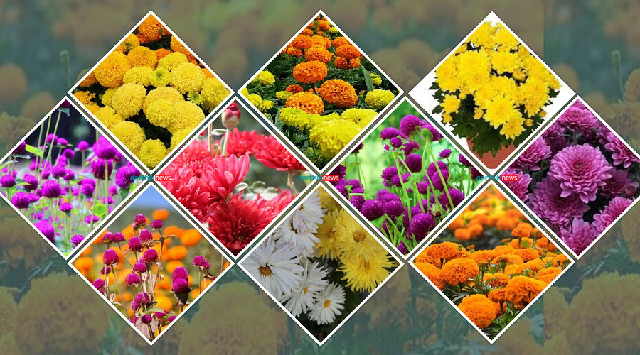 सरकारले नै झुक्यायो किसानलाई, अवैध आयात नरोकिँदा पुष्प व्यवसायीको अर्बौं डुब्दै