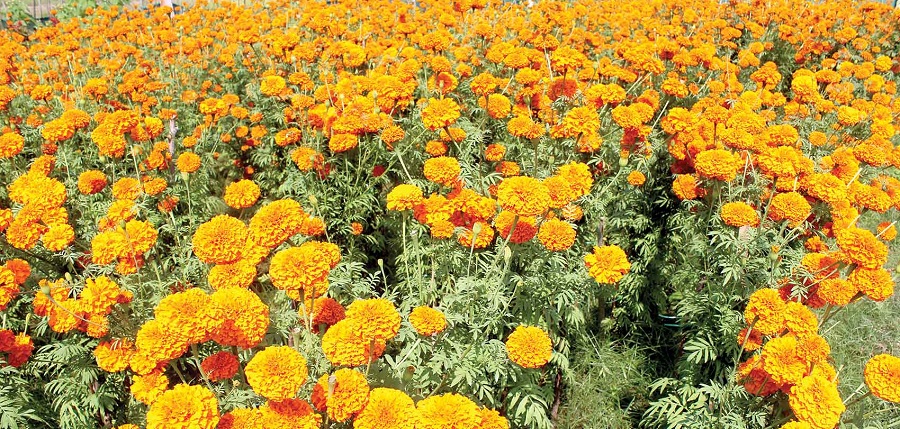 फूलखेतीमा रमाउँदै युवा कृषक