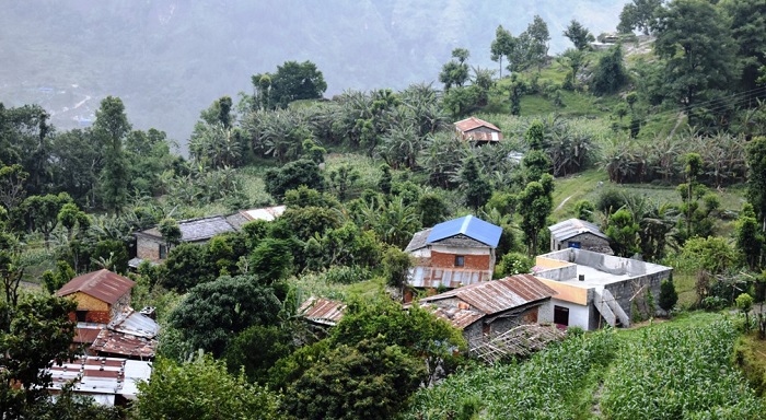 केरा बेचेर वार्षिक डेढ करोडभन्दा बढी आम्दानी