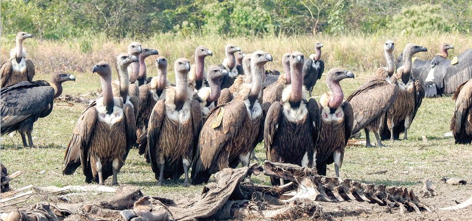 संरक्षणको अभावले संकटमा गिद्ध
