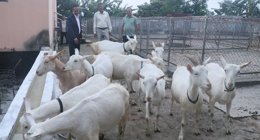 बाख्राको दूधबाट बनेको चिजको माग उच्च