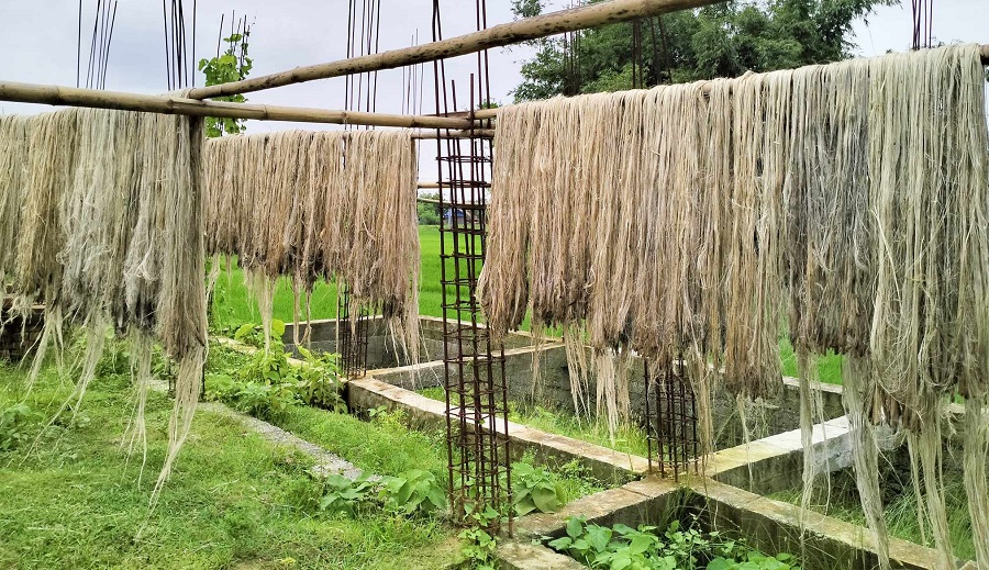 जुटको उत्पादन बढ्दै, मूल्यमा गिरावट