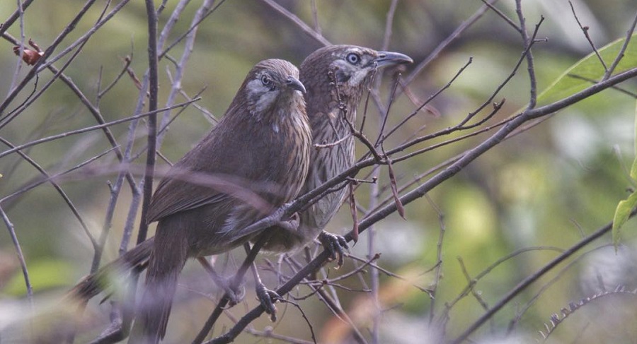सहश्राब्दी पदमार्गलाई पर्यटकीय गन्तव्य बनाइने