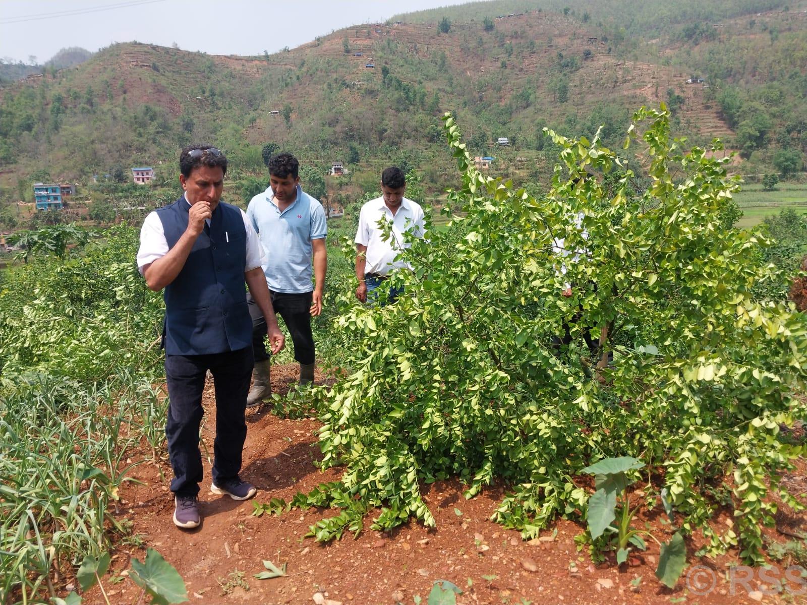 हावाहुरीले गर्‍यो कागतीखेतीसँगै राजुको सपना पनि ध्वस्त