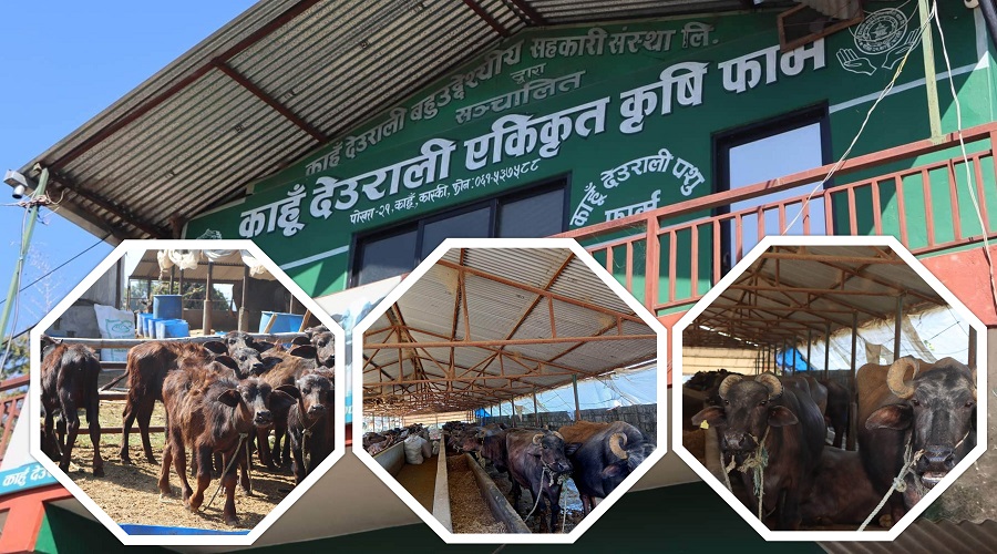 लिटरको १४४ रुपैयाँमा दूध बेच्दा समेत भैंसी फार्म घाटामा !