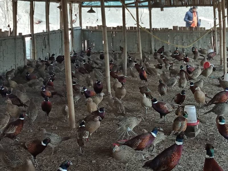 मान्ममा कालिज फार्म सञ्चालन