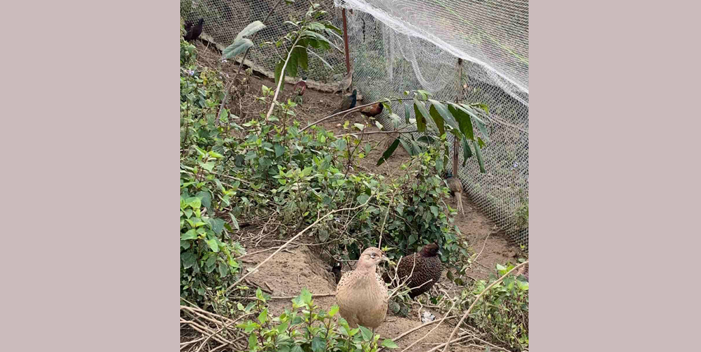 चुरेमा फस्टायो कालिज व्यवसाय